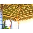10x10 Mexican Palm - Underside View 