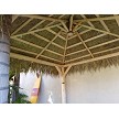 10x10 Mexican Palm - Underside View 