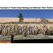 Example: Thatch Save Netting on 12x24 Palapa 