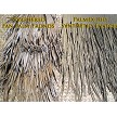 Side By Side Comparison of Palmex vs Natural Palm Fronds 