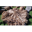 Viro Mex Rain Cape Top 