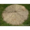 Example: 9ft Bottom Side View Mexican Palm Thatch 