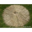 Example: 9ft Top Side View Mexican Palm Thatch 