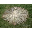 Tahitian Palm Thatch Round Top Cap 